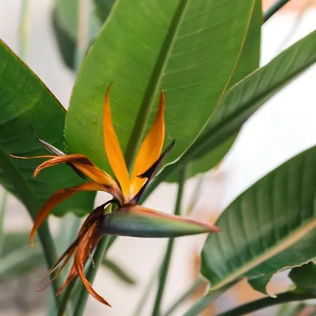 アパート 1 Bedroom With Cosy Backyard Close To Valletta *