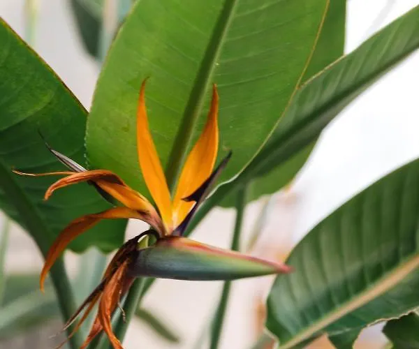 Appartamento 1 Bedroom With Cosy Backyard Close To Valletta *